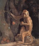George Stubbs Monkey oil on canvas